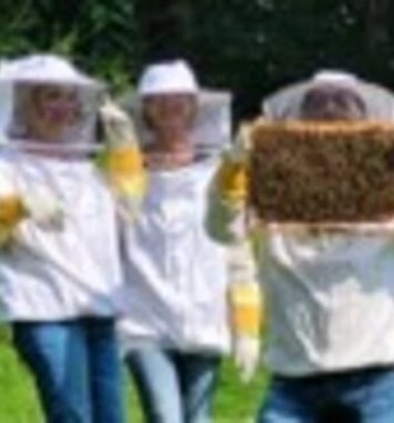 Atelier ruches sur la vie des abeilles