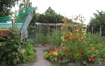 Portes ouvertes des jardins partagés