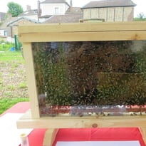 Exposition découverte de l'apiculture