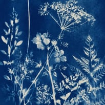 Atelier cyanotype à l'Orangerie