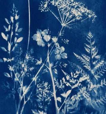 Atelier cyanotype à l'Orangerie