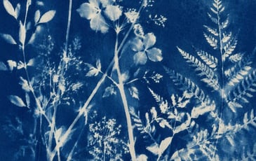 Atelier cyanotype à l'Orangerie