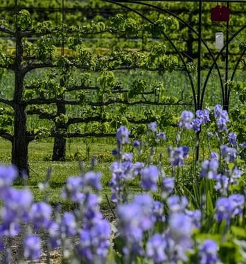 Journées européennes du Patrimoine 2026 et Journées mondiales de l'art de l'espalier