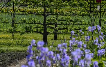 Journées européennes du Patrimoine 2026 et Journées mondiales de l'art de l'espalier
