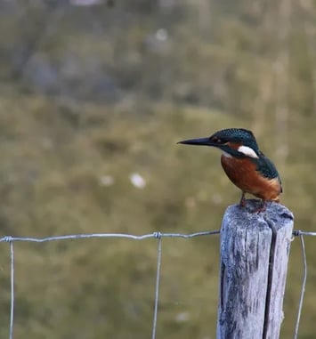 Flicourt : un site d'observation d'exception pour les oiseaux