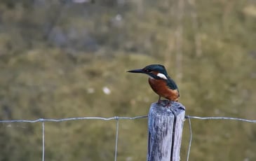 Flicourt : un site d'observation d'exception pour les oiseaux
