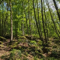 Entre contes, histoire et biodiversité : voyage au cœur d'un patrimoine naturel et humain