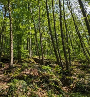 Entre contes, histoire et biodiversité : voyage au cœur d'un patrimoine naturel et humain