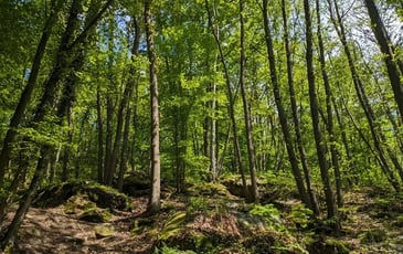 Entre contes, histoire et biodiversité : voyage au cœur d'un patrimoine naturel et humain