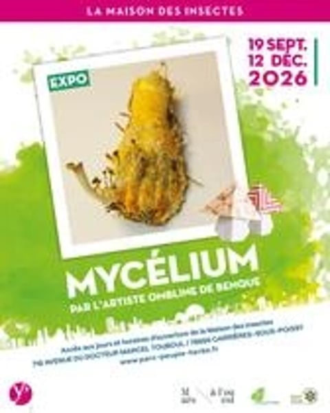 Mycélium
