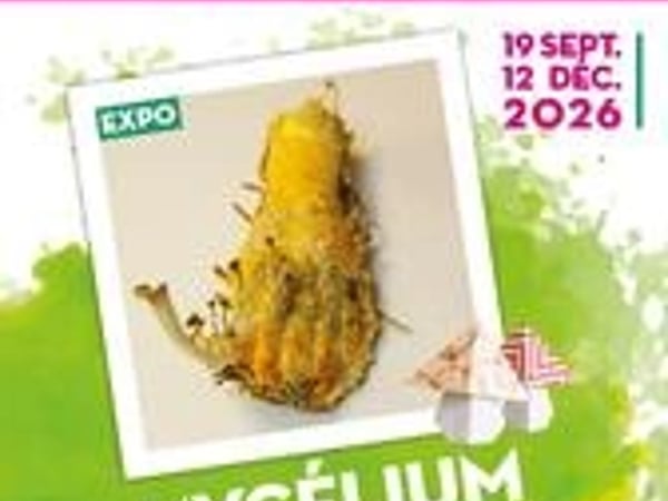 Mycélium